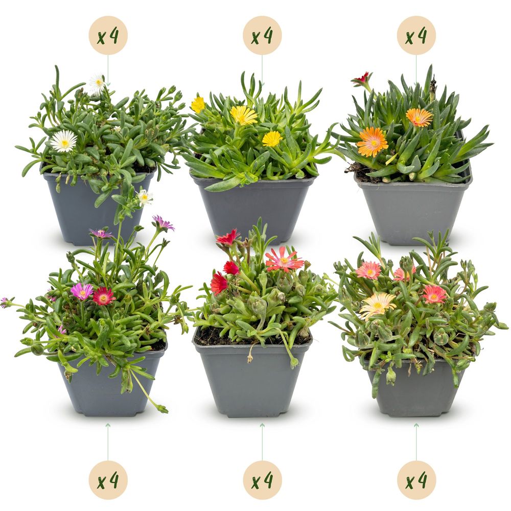 Pourpier vivace - lot de 24 - pot 7 cm - hauteur 10-12 cm