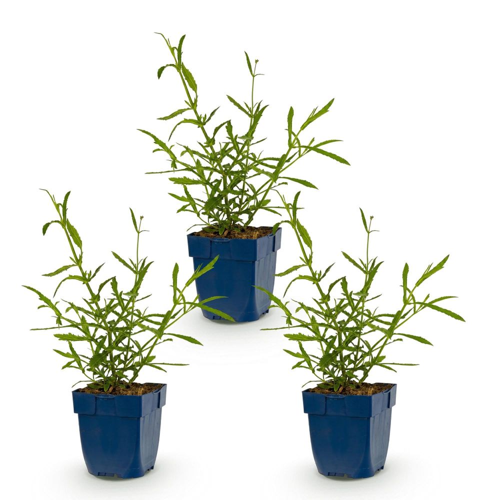 Verveine de buenos aires 'lollipop' - lot de 3 - pot 11 cm - hauteur 25 cm - plante d'extérieur