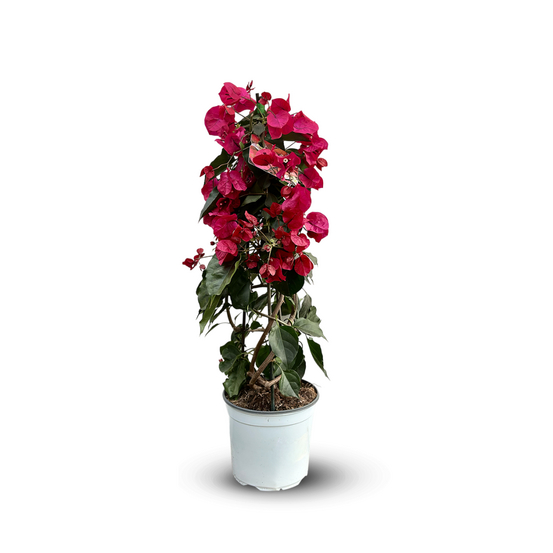 Bougainvillier pyramide - plante fleurie - ↕ 70-80 cm - ⌀ 18 cm - plante d'extérieur - fleur fuchsia