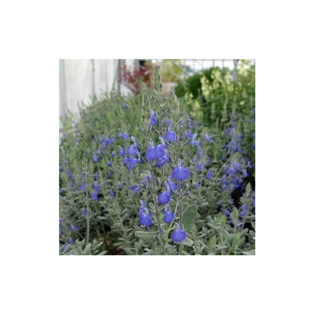 Sauge arbustive bleue lot de 9 godets