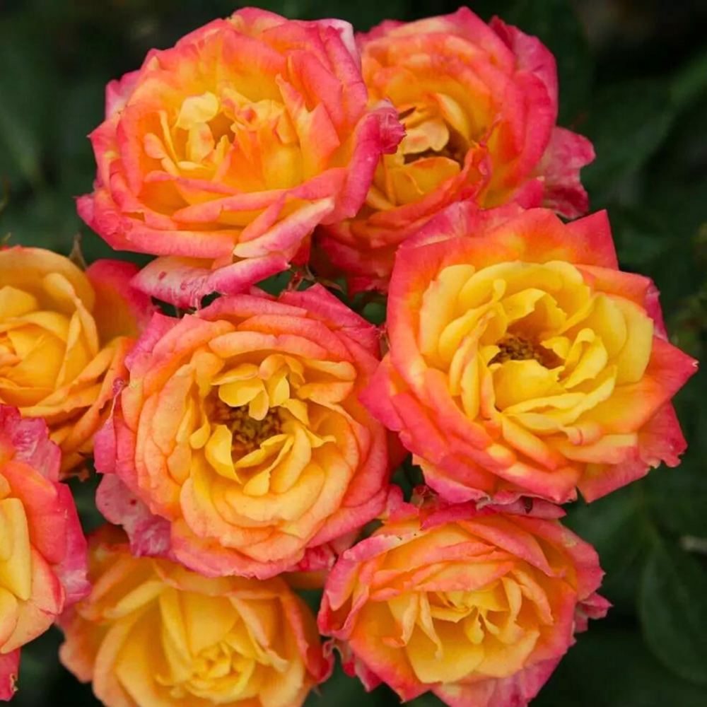 Rosier nain bicolore orange little sunset - racines nues