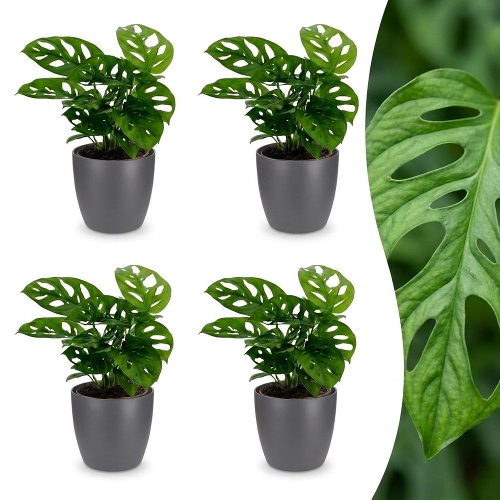 Monstera adansonii - monstera monkey mask - lot de 4 plantes - avec cache-pot gris - pot ø12 cm, h 25 cm