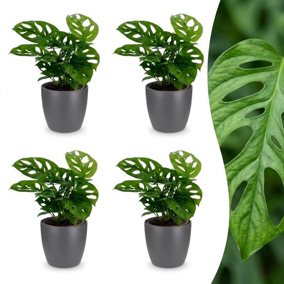 Monstera adansonii - monstera monkey mask - lot de 4 plantes - avec cache-pot gris - pot ø12 cm, h 25 cm