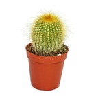 Eriocactus leninghausii - plante de taille moyenne en pot de 8,5cm