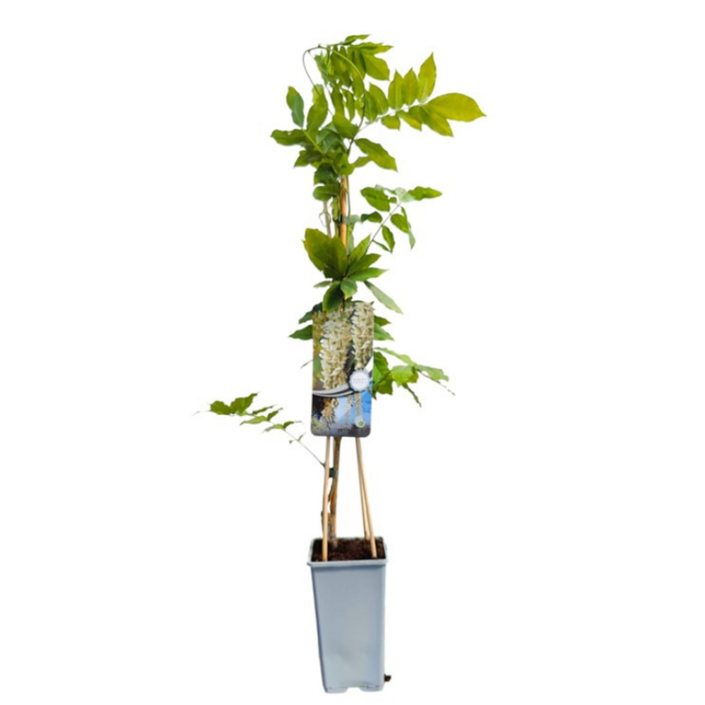 Glycine - wisteria sinensis alba 70cm