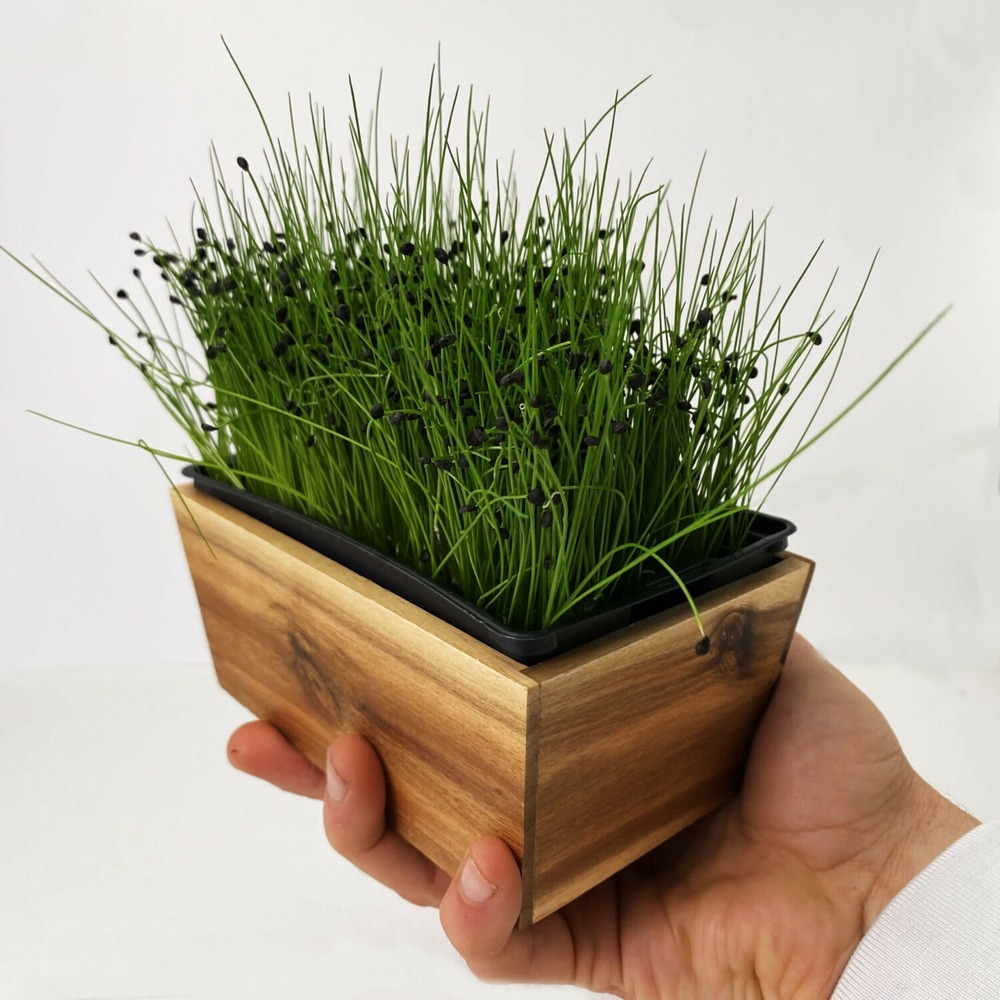 Graines de micro pousses de ciboulette chinoise