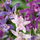 3 orchidées jacinthes en mélange, le sachet de 3 bulbes / calibre ii