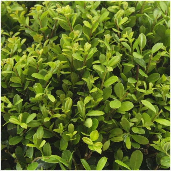 Ilex crenata 'jenny' - lot de 48 - ø7cm - ↕25 cm - plante de haie