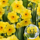Narcissus golden dawn x80 - bulbes de jonquille - bulbes de fleurs vivaces