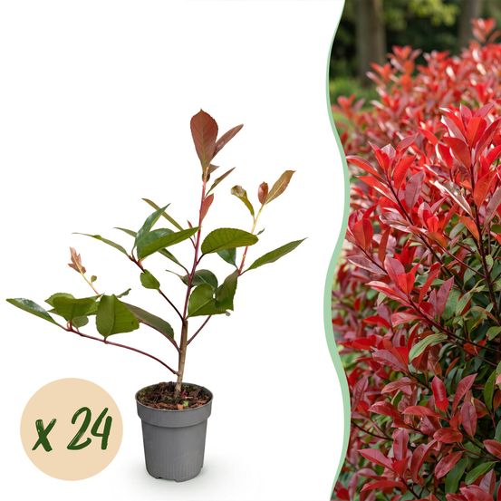 Photinia 'red robin' - lot de 24 - pot 9 cm - hauteur 25 cm - plante d'extérieur