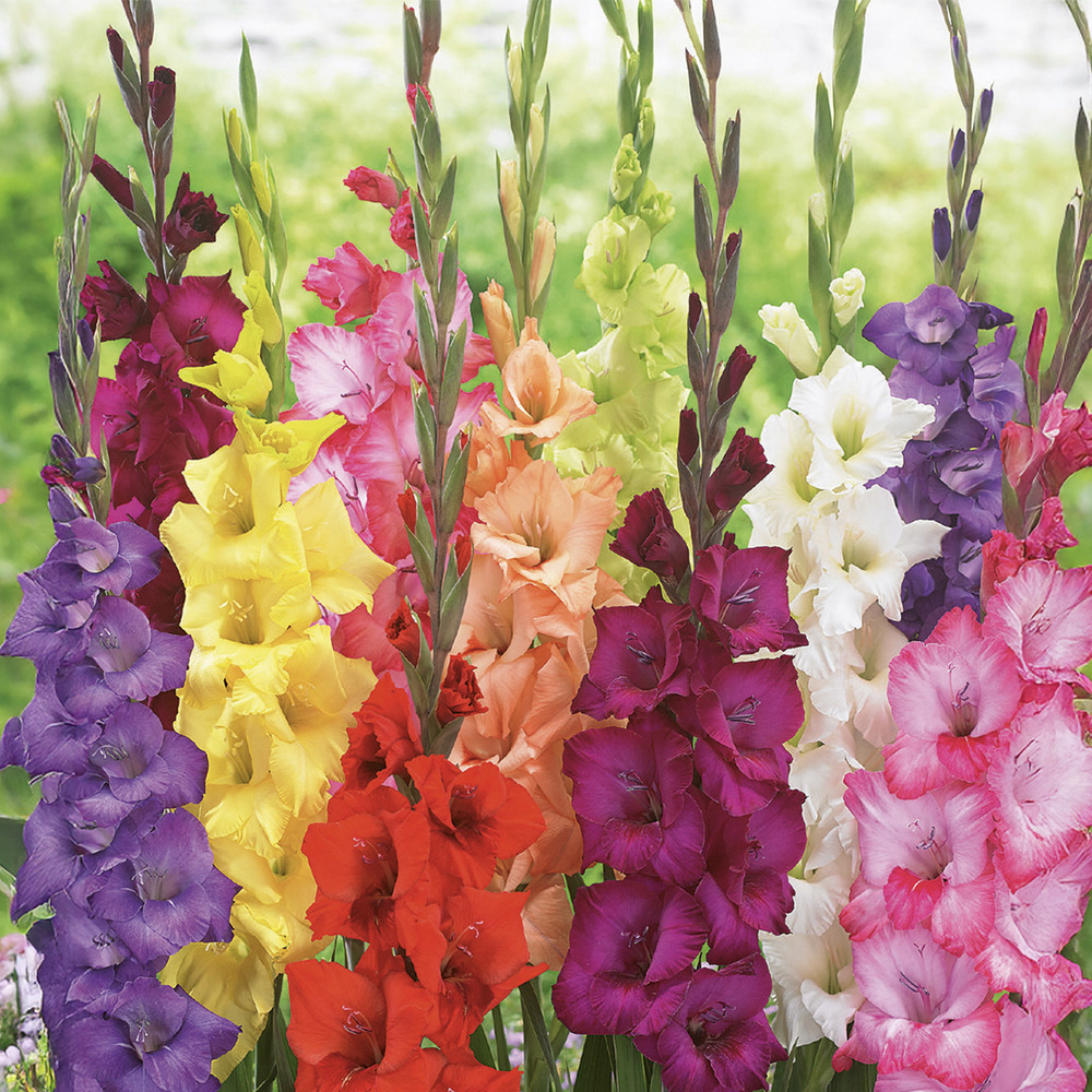 Mélange de 25 - glaïeul mix - mélange de couleurs - bulbes à fleurs - pousse jusqu'à 100-140 cm