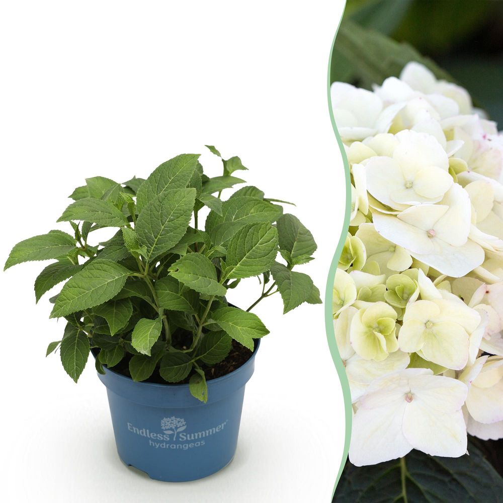 Hortensia endless summer the bride - h 20-25 cm, pot ø14 cm