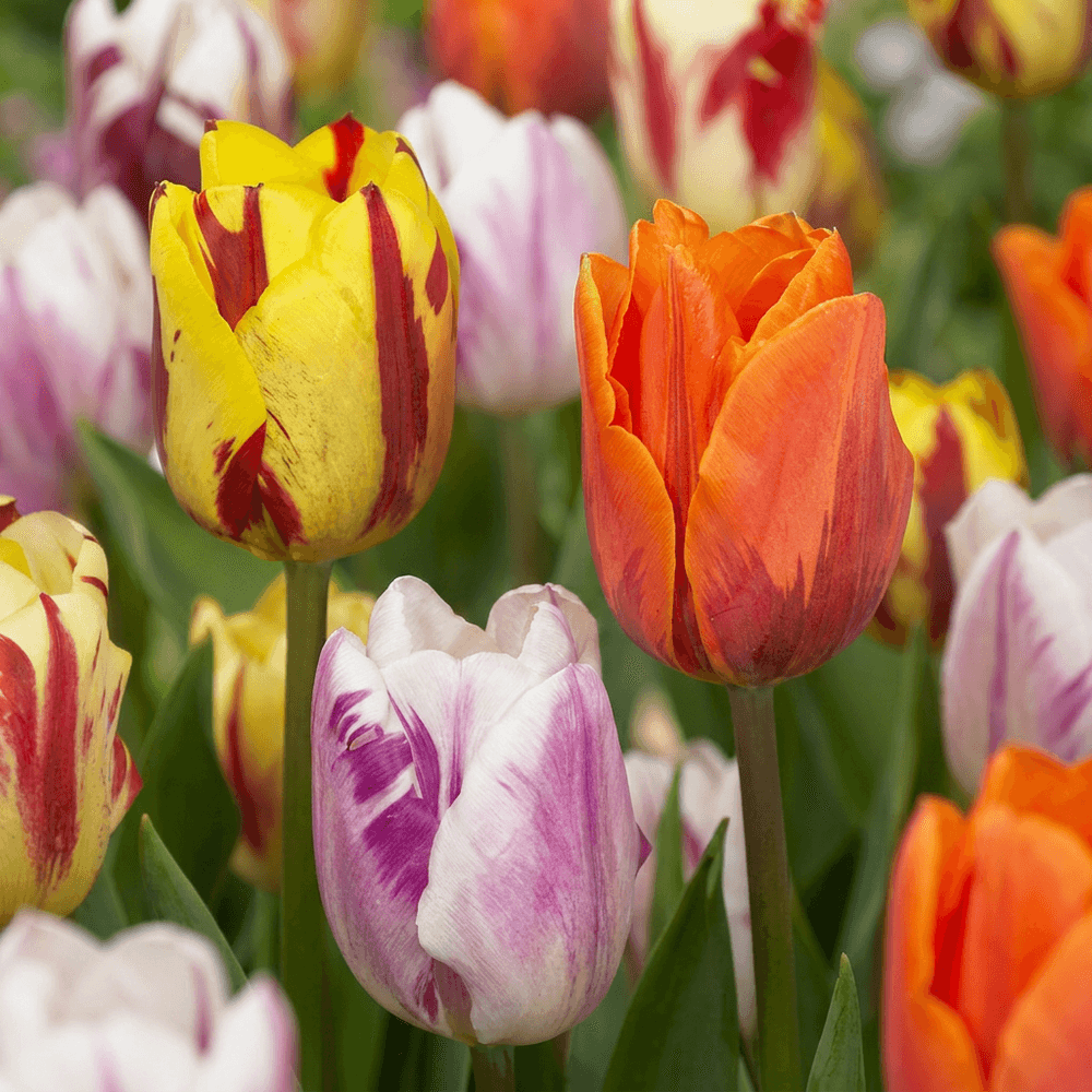 Tulipe 'flaming beauty' en mélange (tulipa) - floraison printanière - calibre 11/12 - 30 bulbes