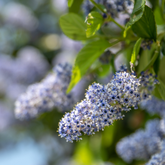 Céanothe skylark pyramide - ceanothus skylark pyramide 60 cm pot 17cm