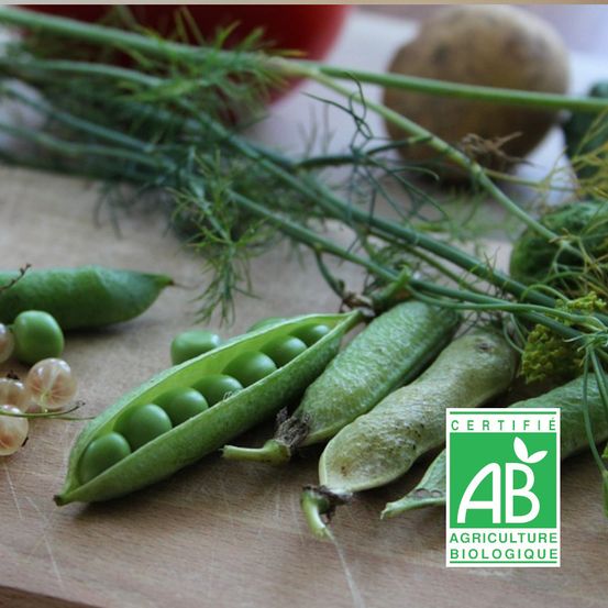 Graines de pois nain grain ridé merveille de kelvedon - sans traitement boite