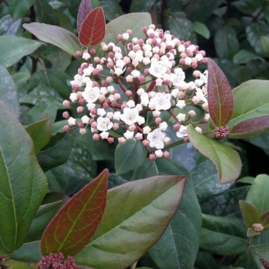 Viorne tin, laurier tin 'purpureum' pot de 2l/3l