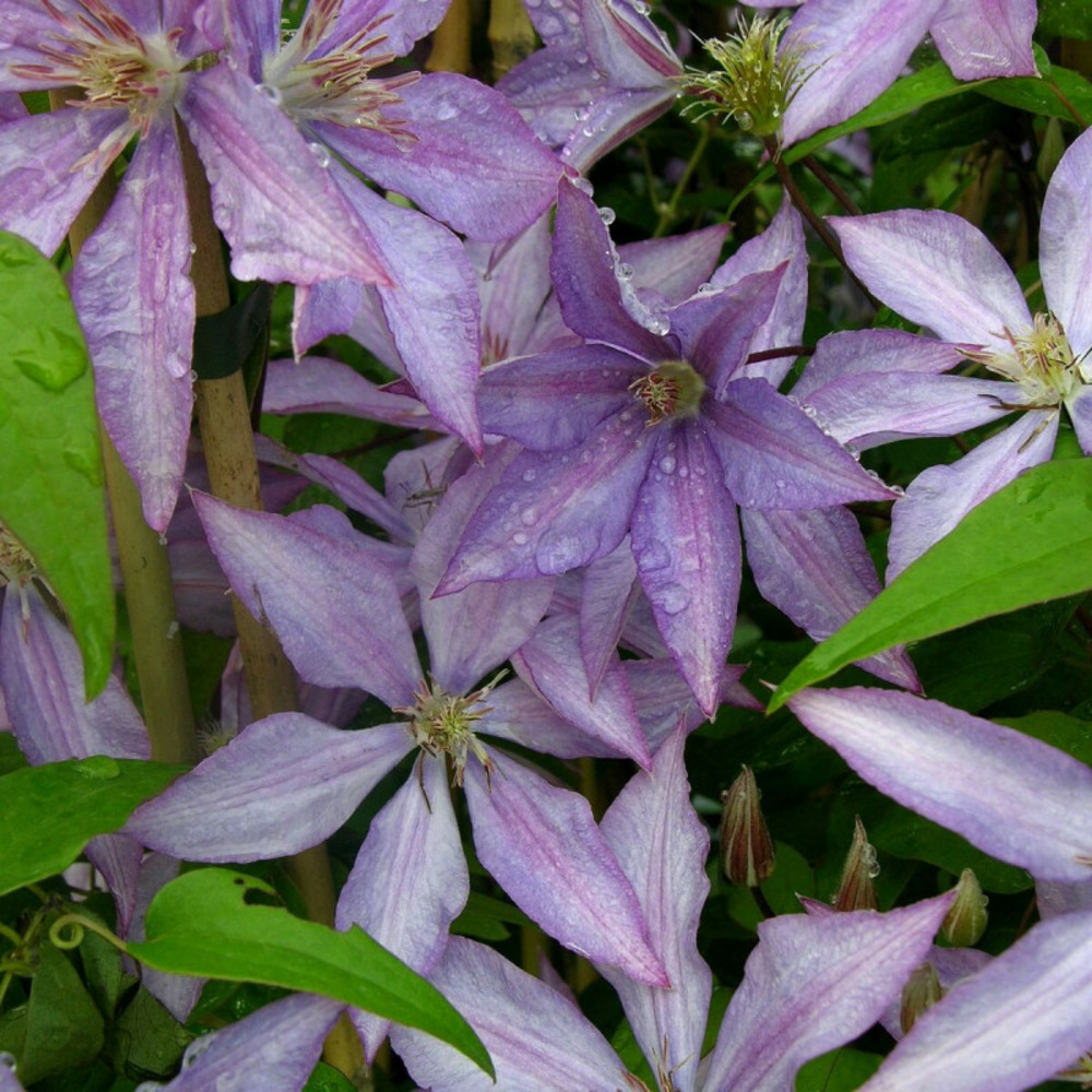 Clématite bagatelle pot de 1,5l - tuteur bambou 30/60 cm