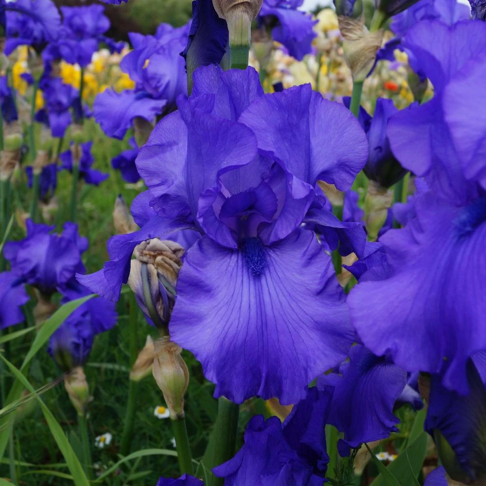 Iris des jardins blue lustre lot de 5 godets