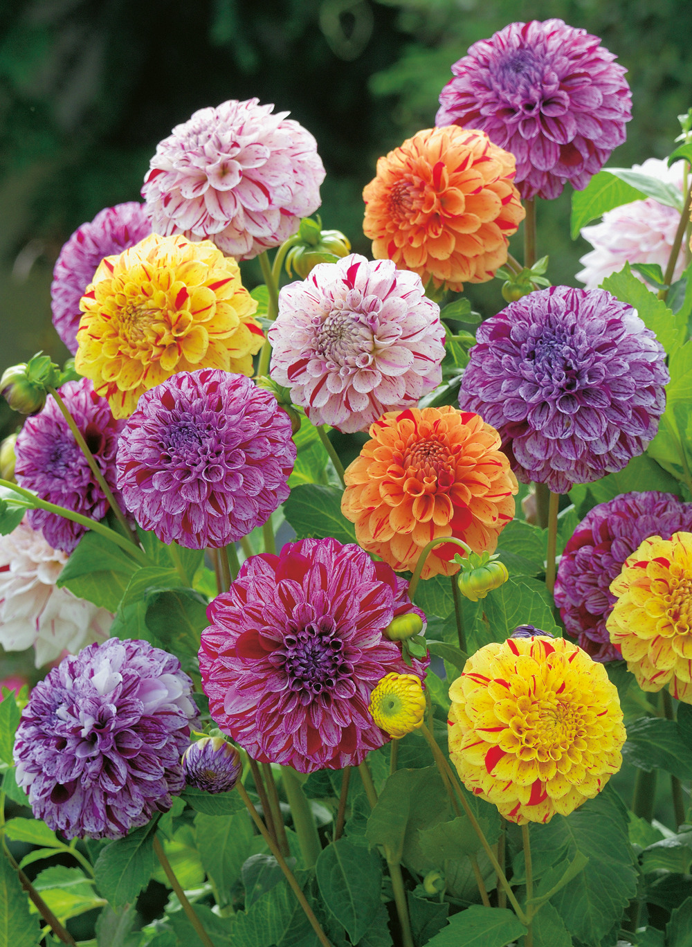 Dahlias marble ball mix - 5 bulbes