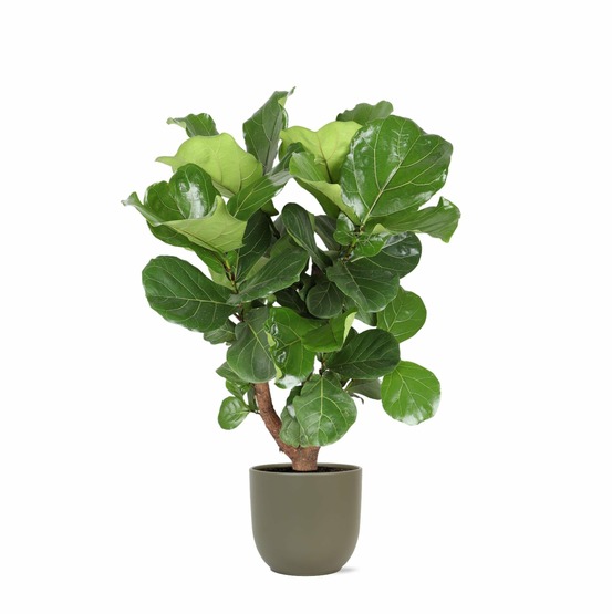 Ficus lyrata et son pot olive - hauteur 110cm