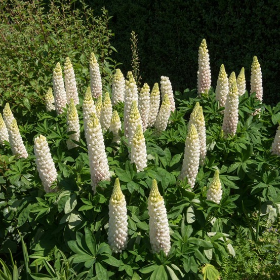 Lupin 'noble maiden' le sachet de 60 graines environ (1,5g)