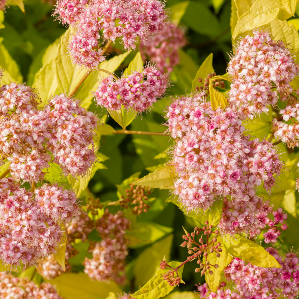 Spirée japonica golden princess - spiraea japonica golden princess 20/30 cm pot 3l