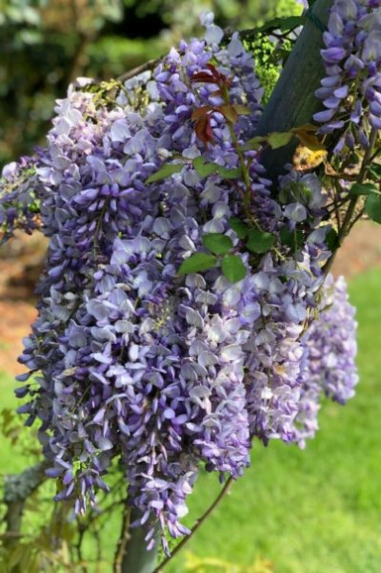 Glycine sinensis - en pot de 3 litres