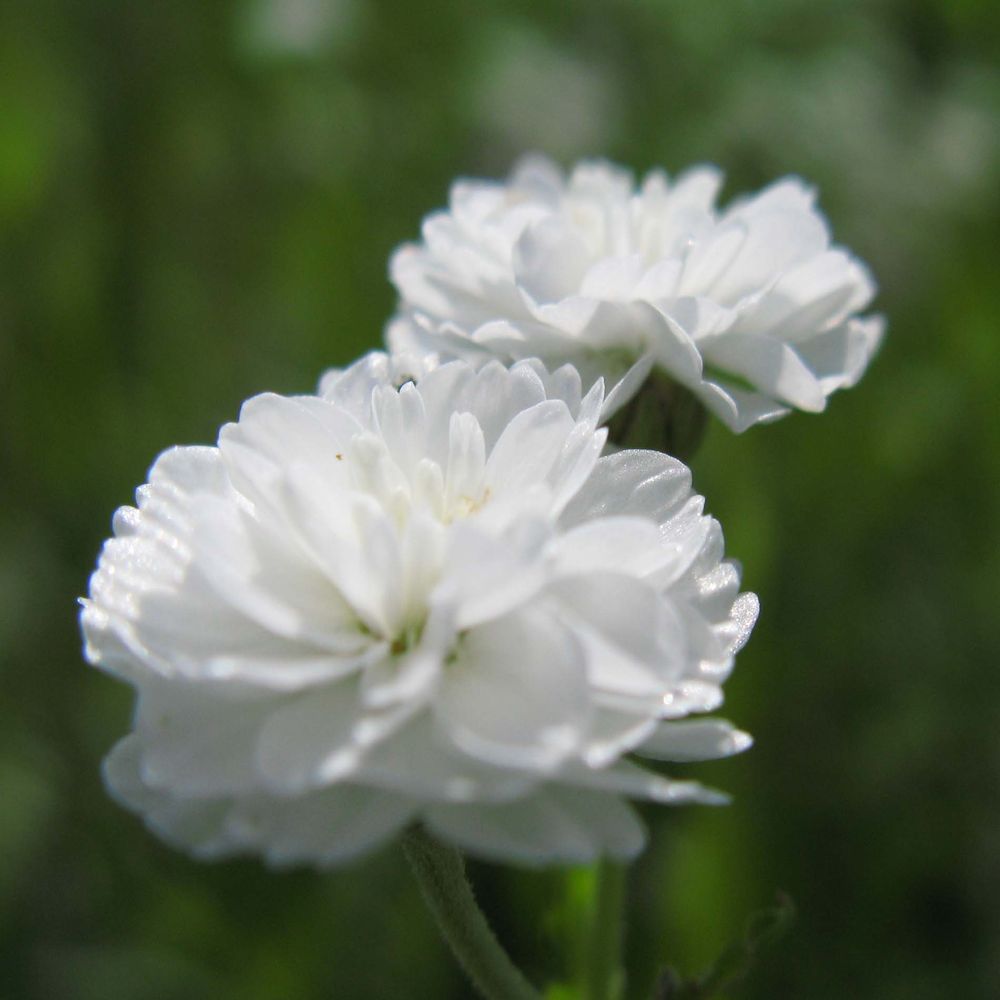 Bouton d'argent 'the pearl' pot de 2l/3l