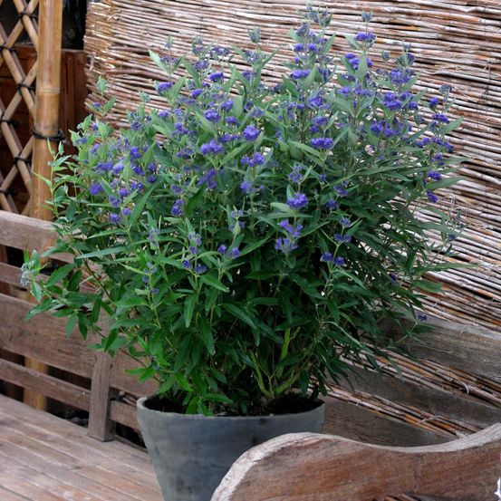 Barbe-bleue, spirée bleue 'thetis' pot de 2l/3l