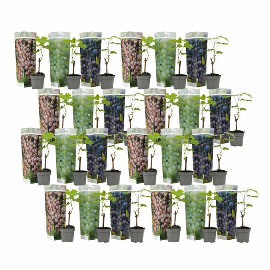 Vigne à raisin - set de 24 - vitis vinifera - hauteur 25-40cm - ⌀9cm