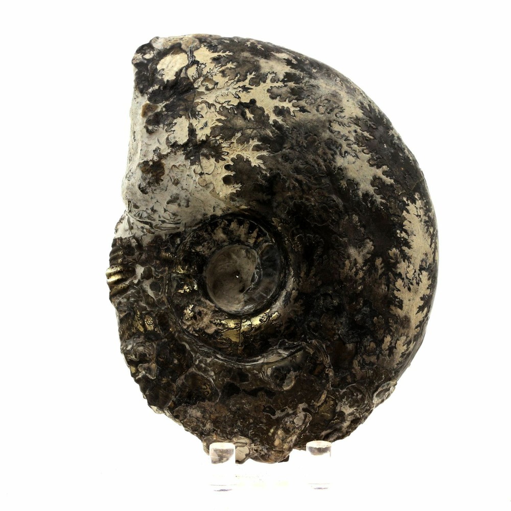 Fossile ammonite perilytoceras pyritisée 3610.0 carats