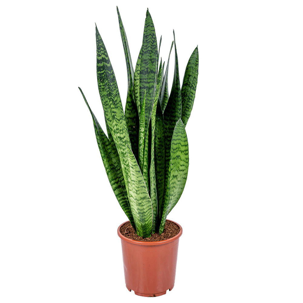 Sansevieria Tough Lady - Plante Langue De Belle-mère En Pot - Dépolluante Facile D'entretien