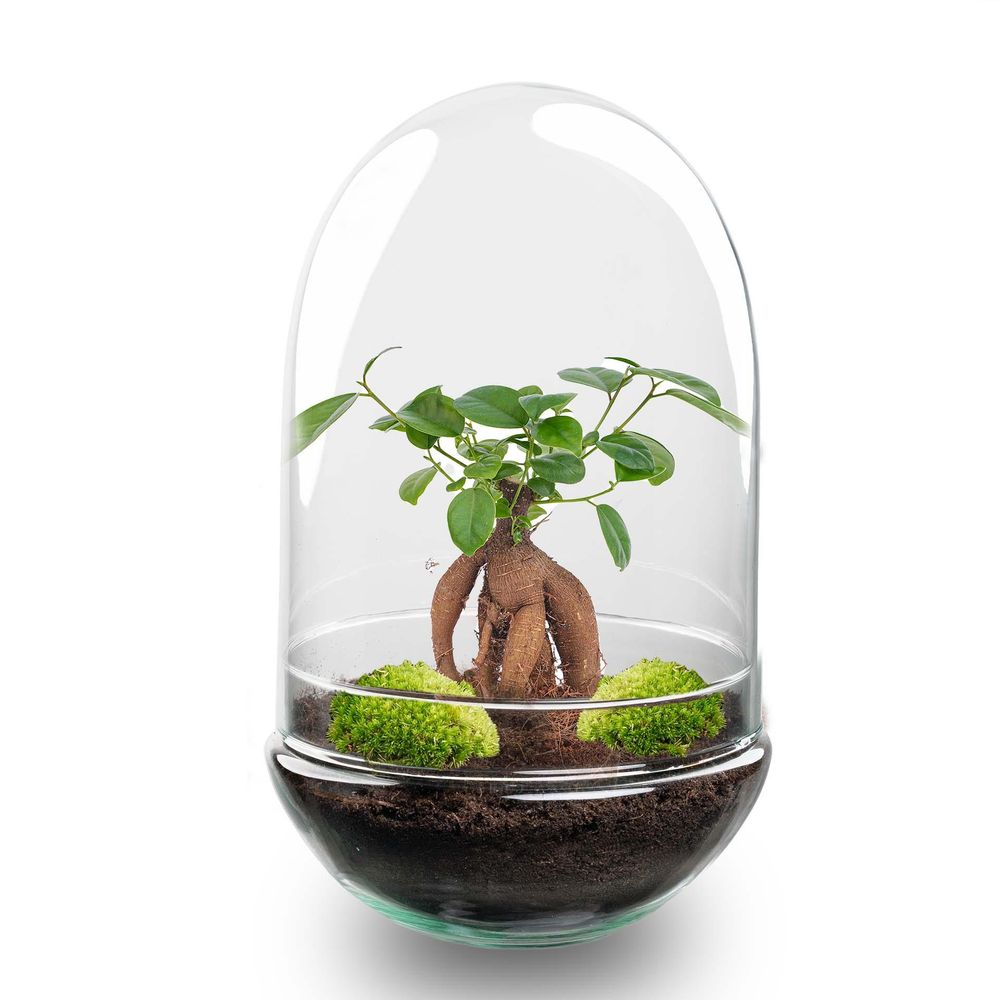 Kit terrarium diy - paris ficus
