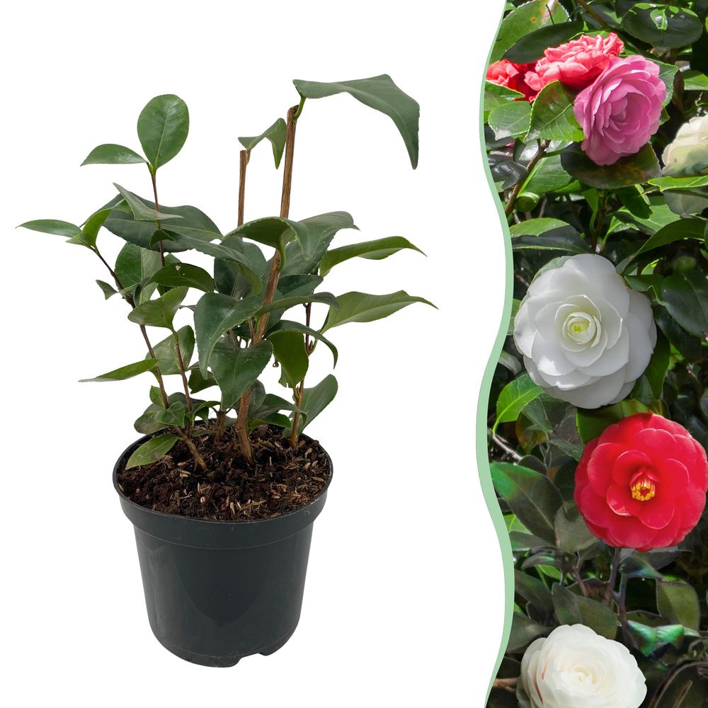 Camélia - pot 15 cm - hauteur 30 cm
