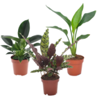 Set de 3 plantes d'intérieur tropicales - pot de 12cm - hauteur 25-40cm - calathea, philodendron, strelitzia