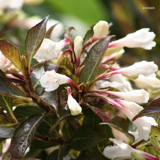 Weigela 'black and white'® pot de 3l/4l