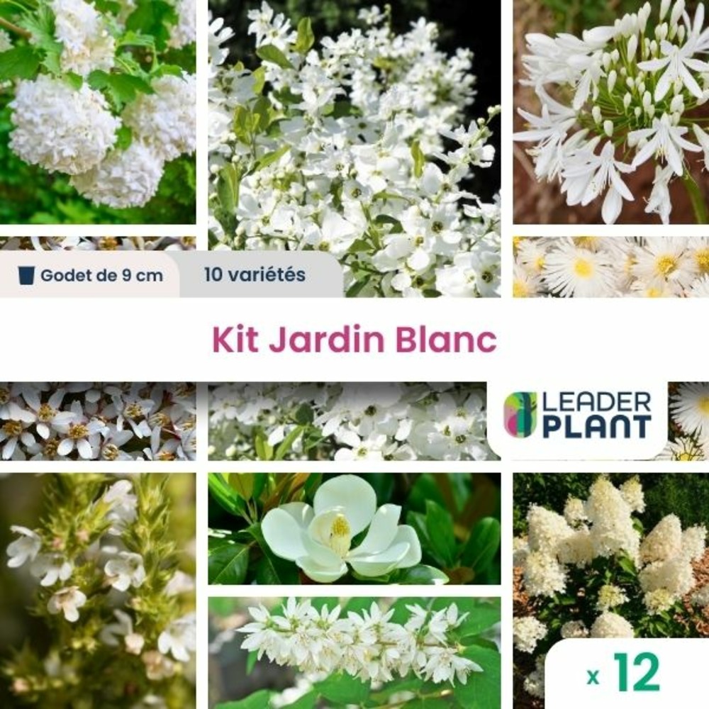 Kit massif terrain sec - 10 variétés - lot de 10 plants en godet