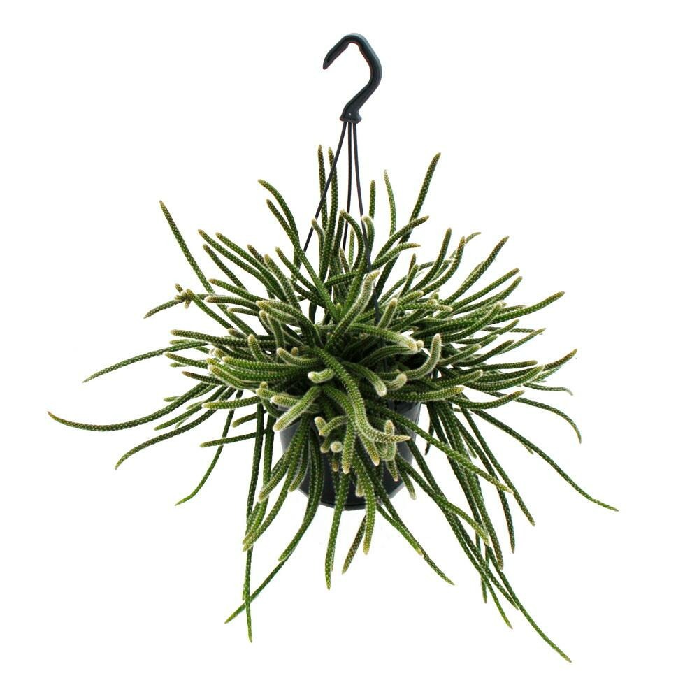 Urban jungle elegance - ambre de cactus moderne avec une superbe structure de feuilles - rhipsalis baccifera horrida - 15cm