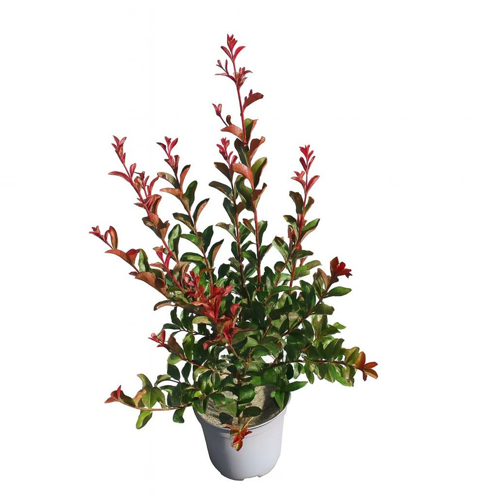 Lagerstroemia black diamond purely purple - pot 3 l