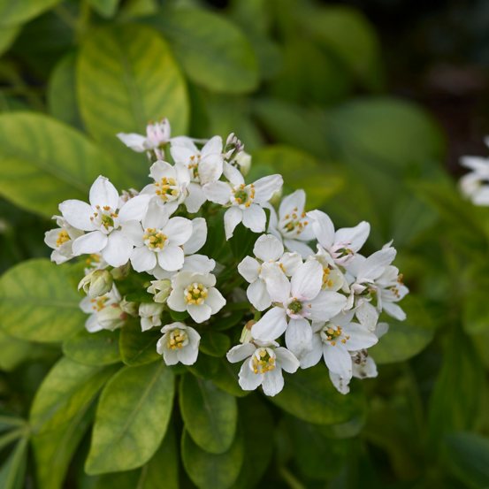 Oranger du mexique - choisya ternata 30cm