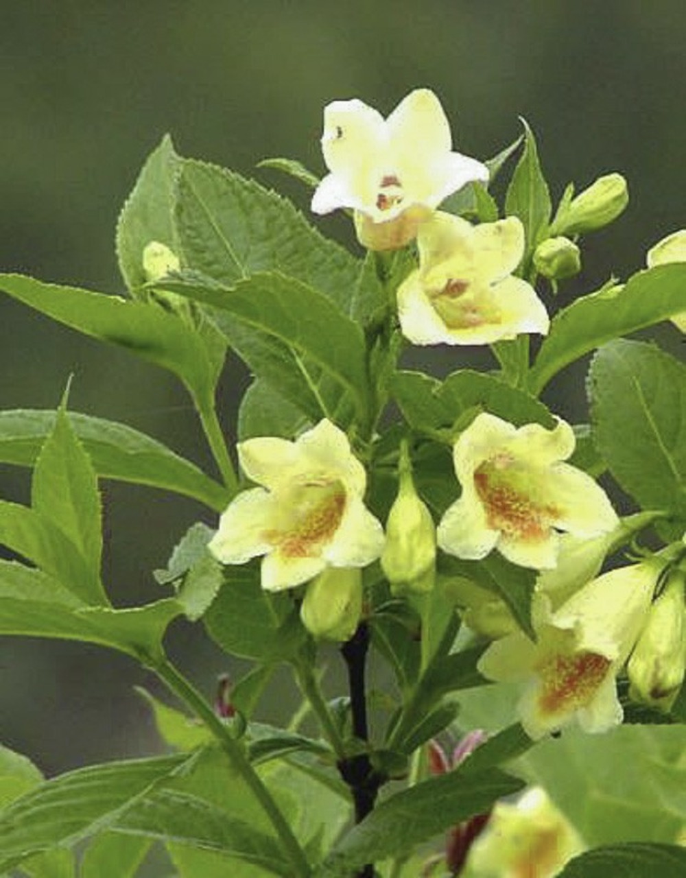 Weigélia de middendorf pot de 3l/4l