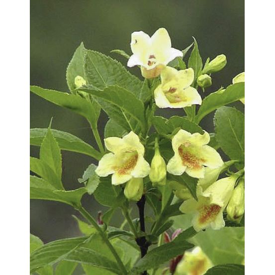 Weigélia de middendorf pot de 3l/4l