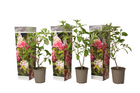 Hydrangea paniculata pink lady - hortensia - set de 3 - jardin - ⌀9cm - h25-40cm