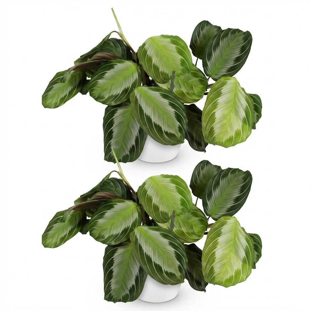 Maranta fascinator silverband - pet-friendly - pot de 12cm - hauteur 25-35cm