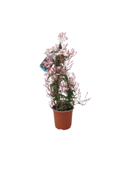 Jasmin polyanthum pot 14 cm parfumée- 50 à 70 cm