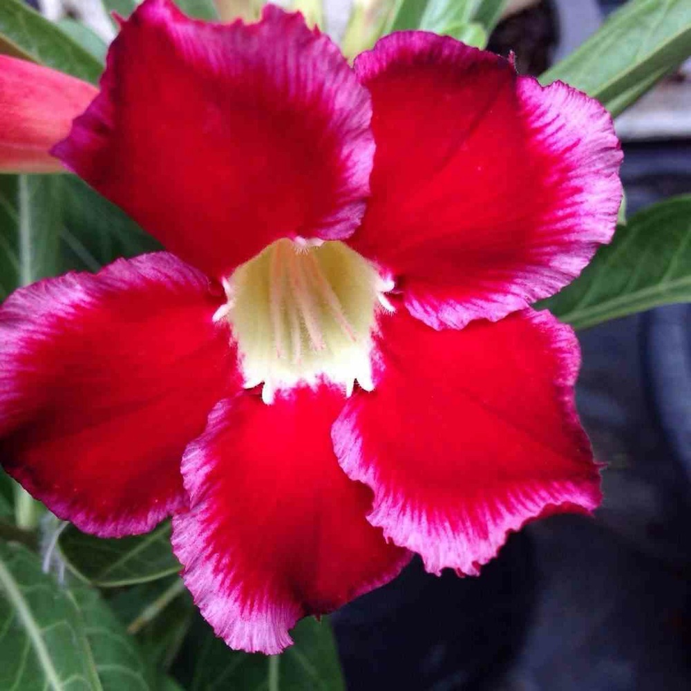 Adenium obesum cv.dang suda caudex d'environ 2000g 25/30cm très gros caudex