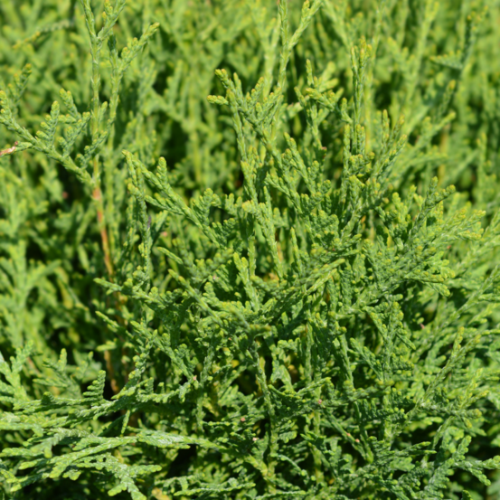 Thuya occidental tiny tim - thuja occidentalis tiny tim 20/40cm pot 2,5l