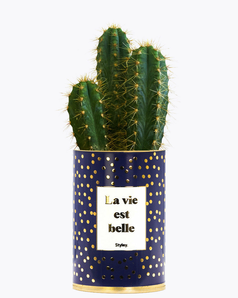 Idée cadeau - la vie est belle - cactus - finitions gold