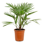 Chamaerops humilis – palmier nain européen – palmier – rustique - ⌀21 cm - ↕70-80 cm