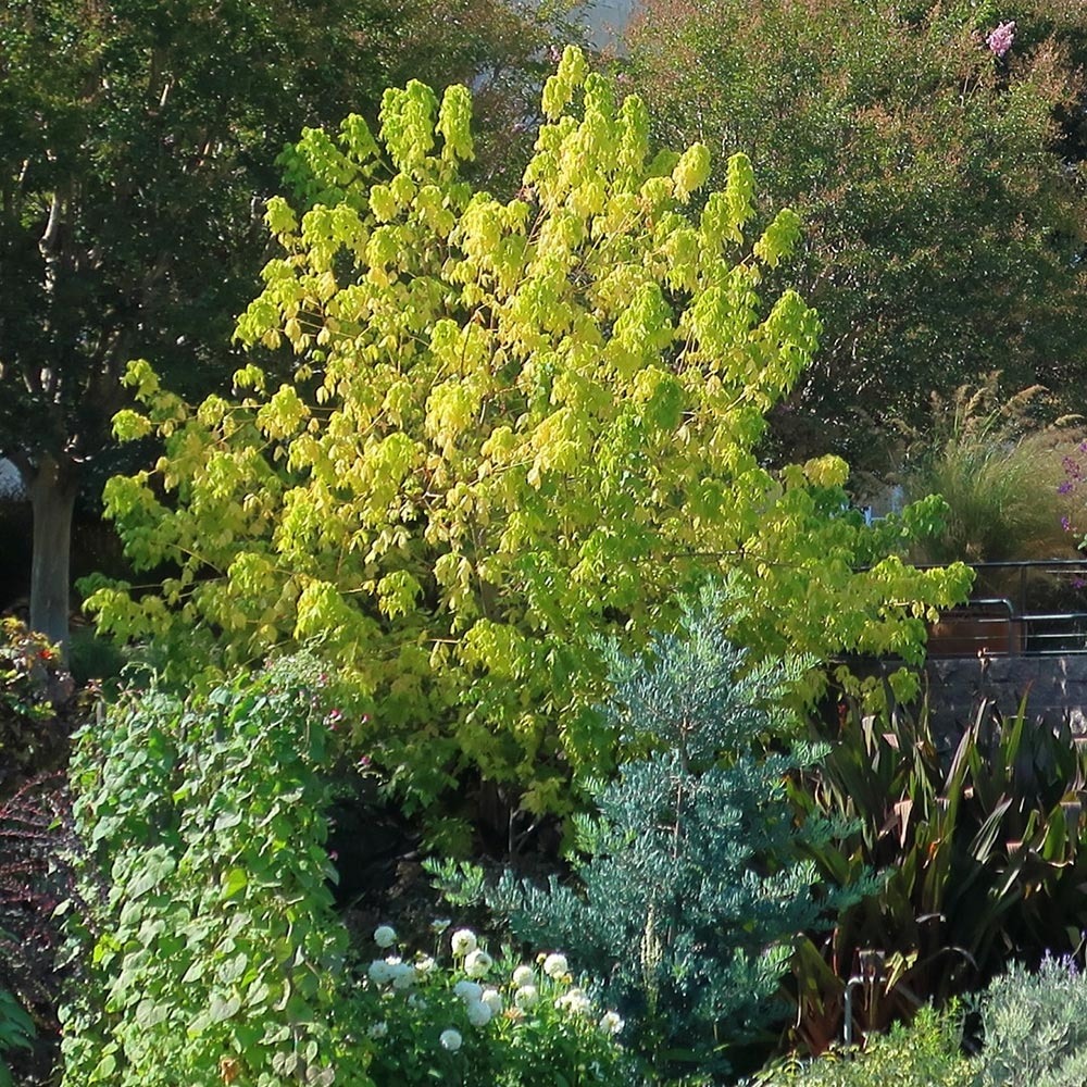 Érable à feuille de frène dorée pot de 3l/4l